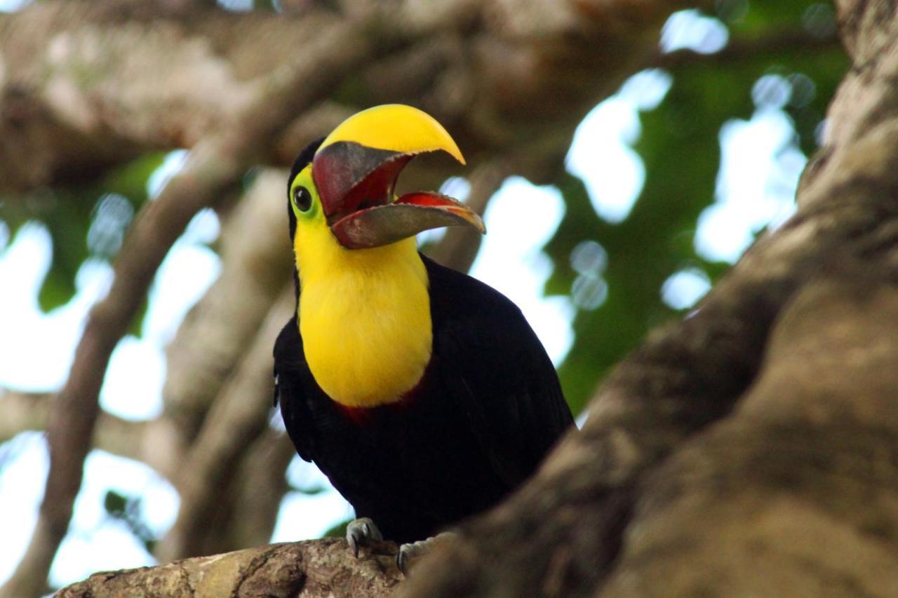 Finca La Paz - Sarapiqui Puerto Viejo de Sarapiqui المظهر الخارجي الصورة